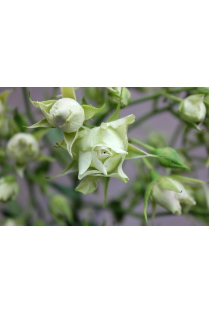 Троянда дрібноквіткова Лувіана